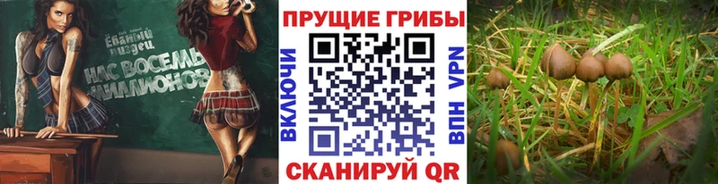 Псилоцибиновые грибы MAGIC MUSHROOMS  Купить где  Нижние Серги 